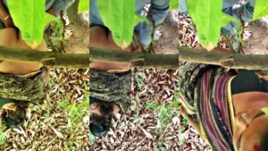 Big Ass Desi Bhabhi Outdoor Sex With Neighbor MMS