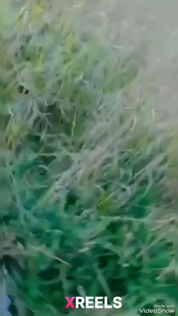 Thumbnail No 1 from Young Naughty Girl Fucked In A Field By Black Dude Met On FB.