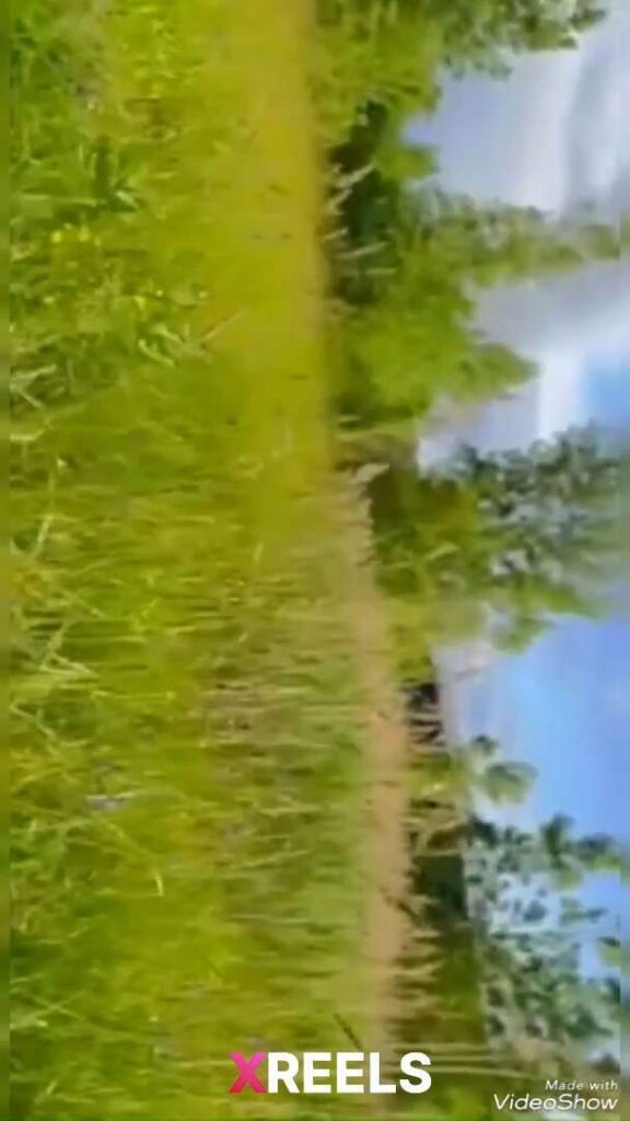 Thumbnail No 8 from Young Naughty Girl Fucked In A Field By Black Dude Met On FB.