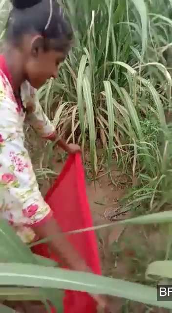 Village Girl Fucking Outdoor MMS Video